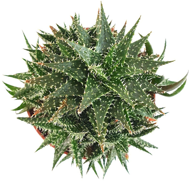 Aloe haworthioides - Sukkulente