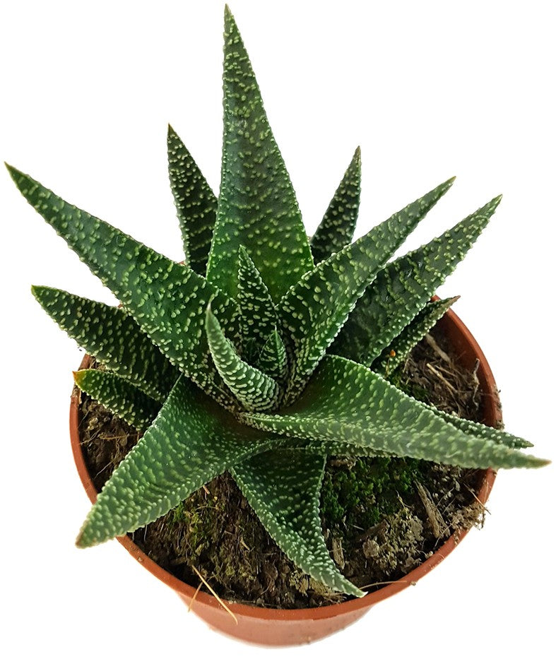 Gasteraloe "Royal Highness" - Sukkulente