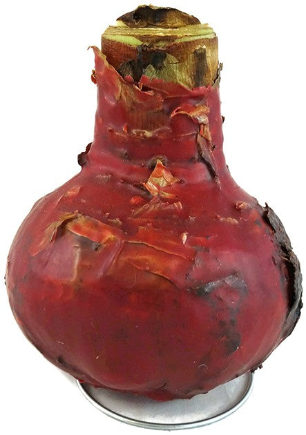 gewachste Amaryllis "Gothic" - Ritterstern