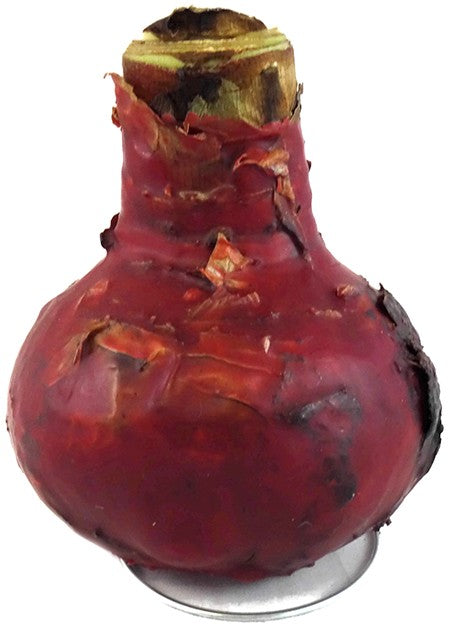 gewachste Amaryllis "Gothic" - Ritterstern