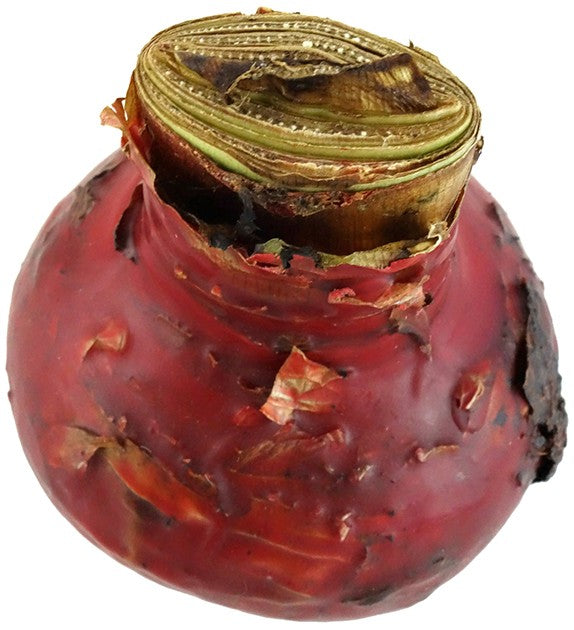 gewachste Amaryllis "Gothic" - Ritterstern