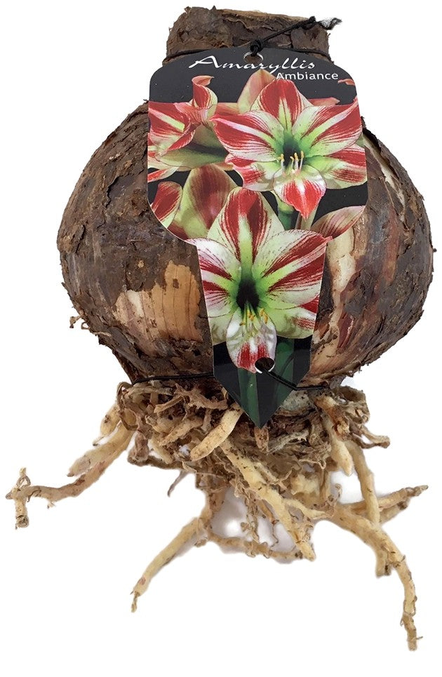 Hippeastrum "Ambience" - getopfte Amaryllis