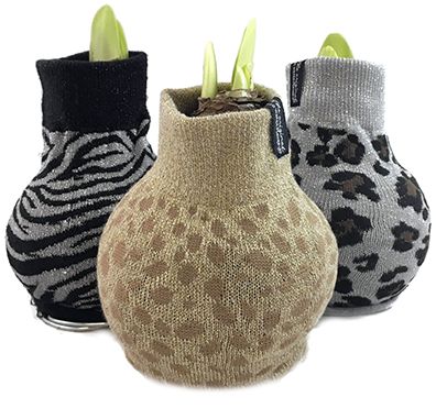 Amaryllis ‚Fashionz‘ – No Water Amaryllis mit Tiermuster