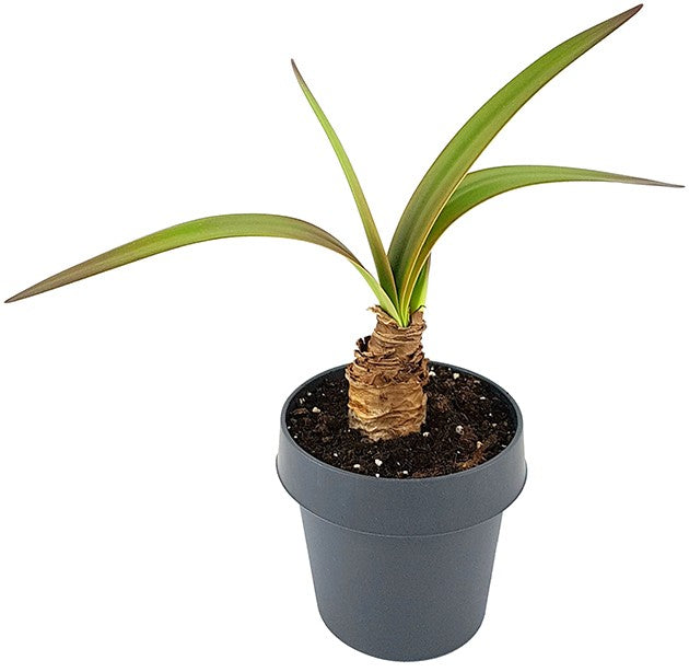 Hippeastrum "Ambience" - getopfte Amaryllis