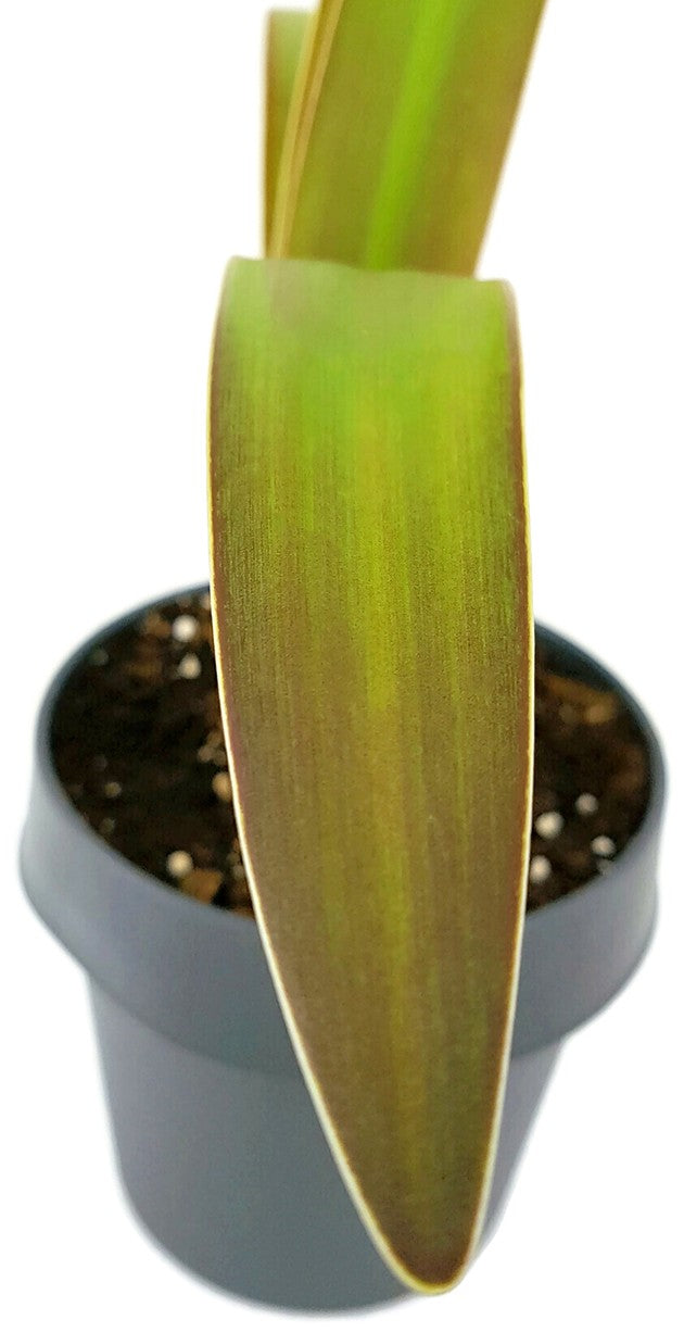 Hippeastrum "Ambience" - getopfte Amaryllis