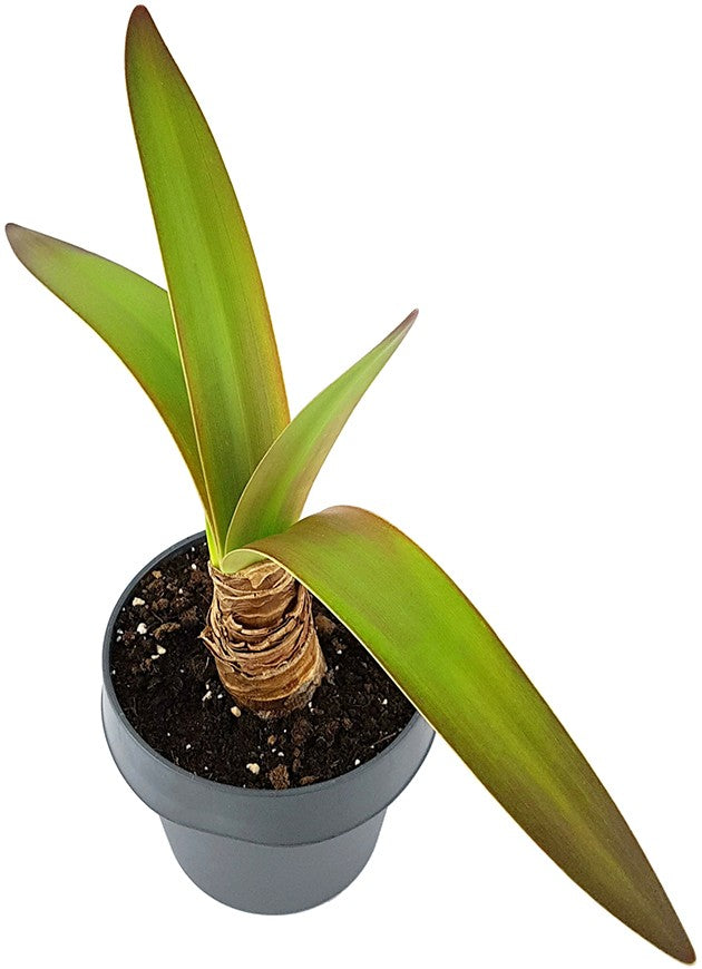 Hippeastrum "Ambience" - getopfte Amaryllis