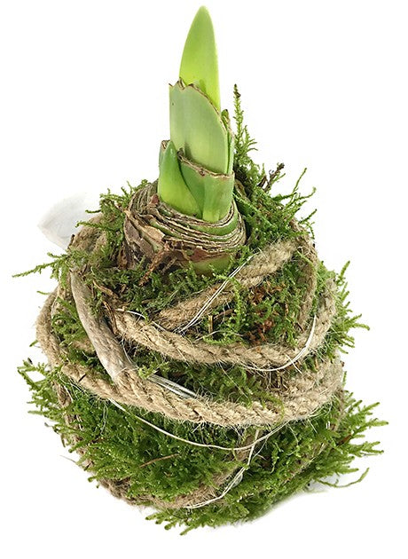 gewachste amaryllis aufbewahren gewachste Amaryllis