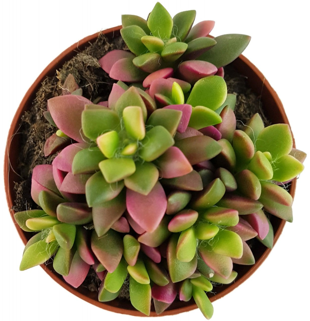 Anacampseros "Sunrise" - Regenbogensukkulente