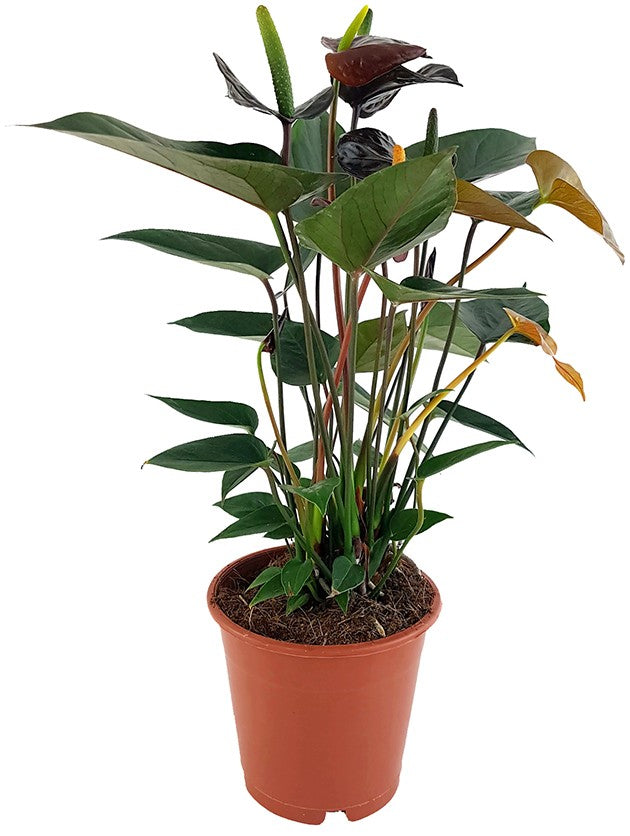 Anthurium "Black Love" - schwarze Flamingoblume