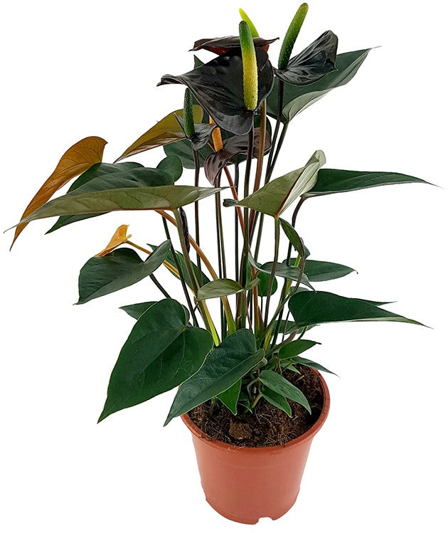 Anthurium "Black Love" - schwarze Flamingoblume
