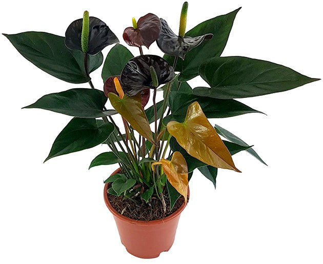 Anthurium "Black Love" - schwarze Flamingoblume