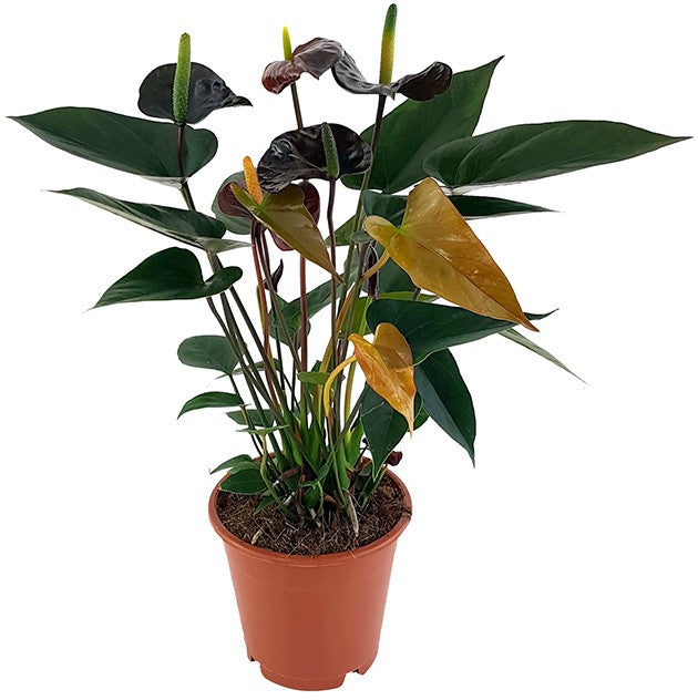 Anthurium "Black Love" - schwarze Flamingoblume