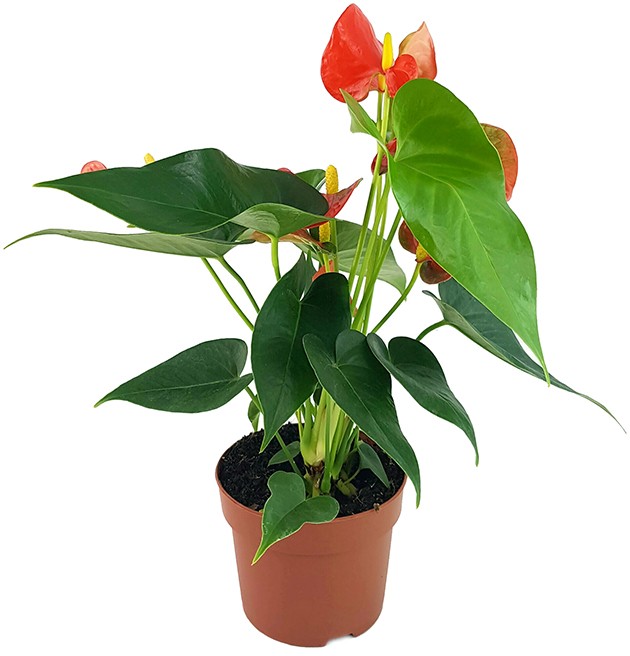 Anthurium "Orange Champion" - glanzvolle Flamingoblume