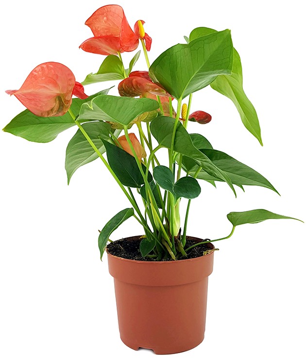 Anthurium "Orange Champion" - glanzvolle Flamingoblume