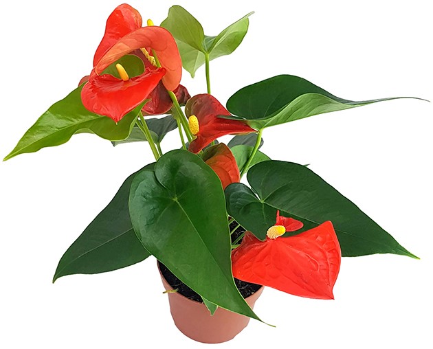 Anthurium "Orange Champion" - glanzvolle Flamingoblume