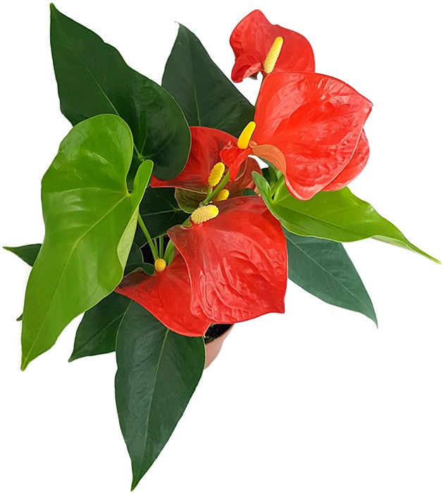 Anthurium "Orange Champion" - glanzvolle Flamingoblume
