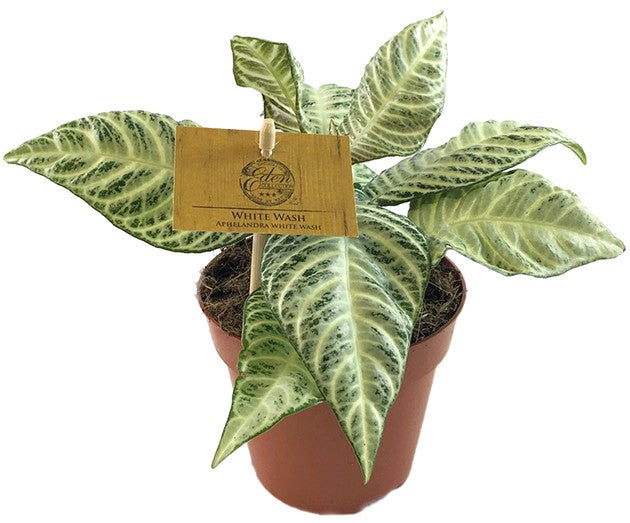 Aphelandra squarrosa "White Wash" - Glanzkölbchen