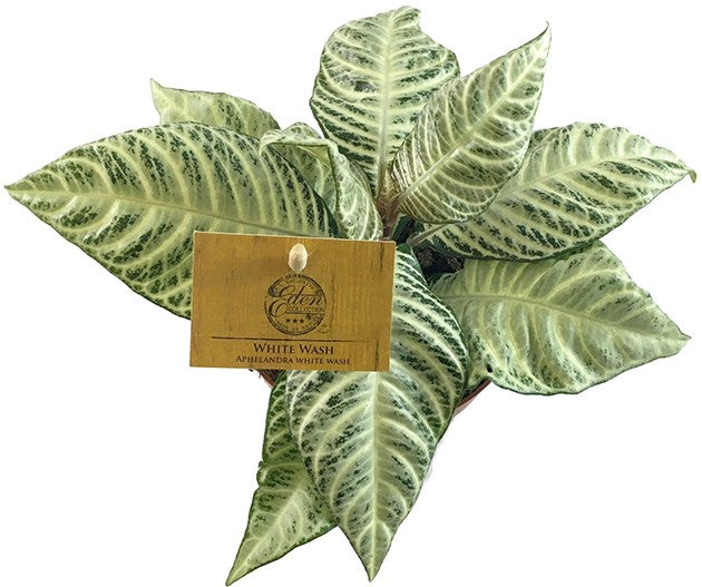 Aphelandra squarrosa "White Wash" - Glanzkölbchen