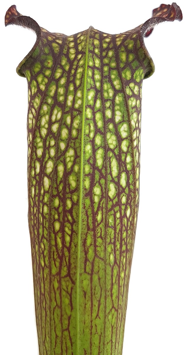 Sarracenia X Areolata "Supercolor"