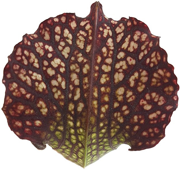 Sarracenia X Areolata "Supercolor"