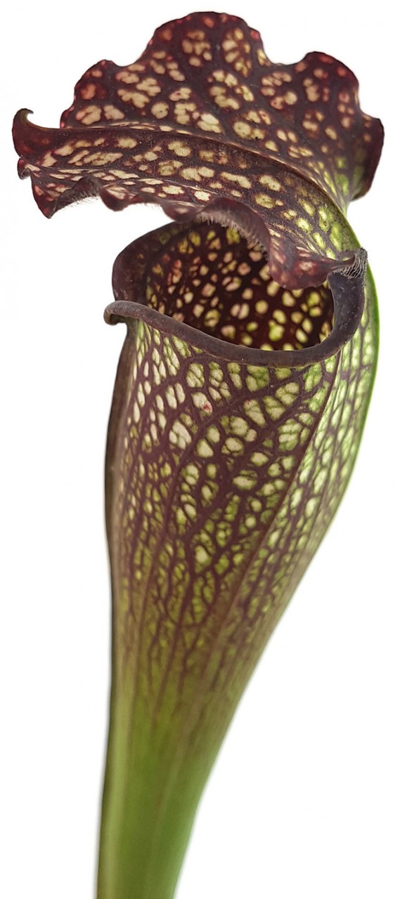 Sarracenia X Areolata "Supercolor"