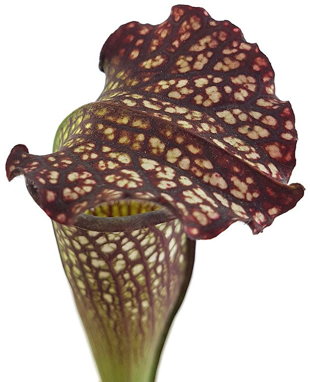 Sarracenia X Areolata "Supercolor"