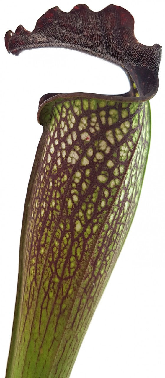Sarracenia X Areolata "Supercolor"