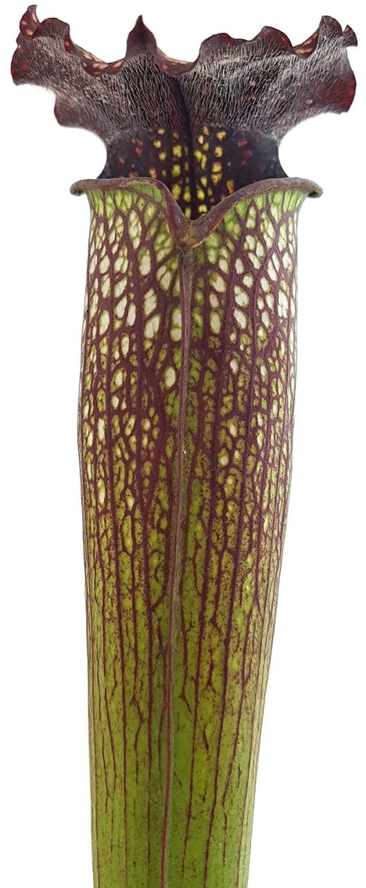 Sarracenia X Areolata "Supercolor"