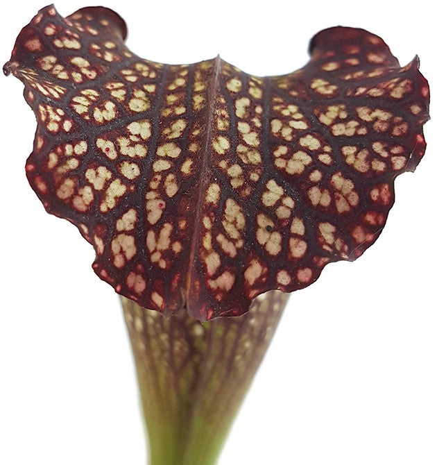 Sarracenia X Areolata "Supercolor"