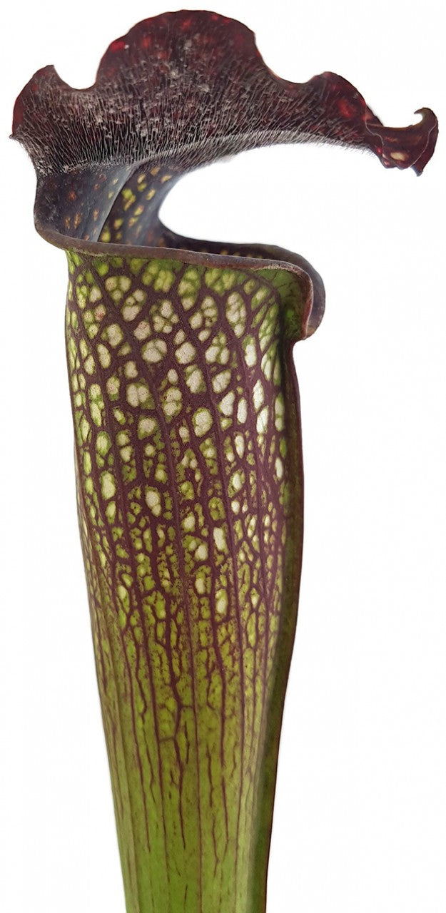 Sarracenia X Areolata "Supercolor"