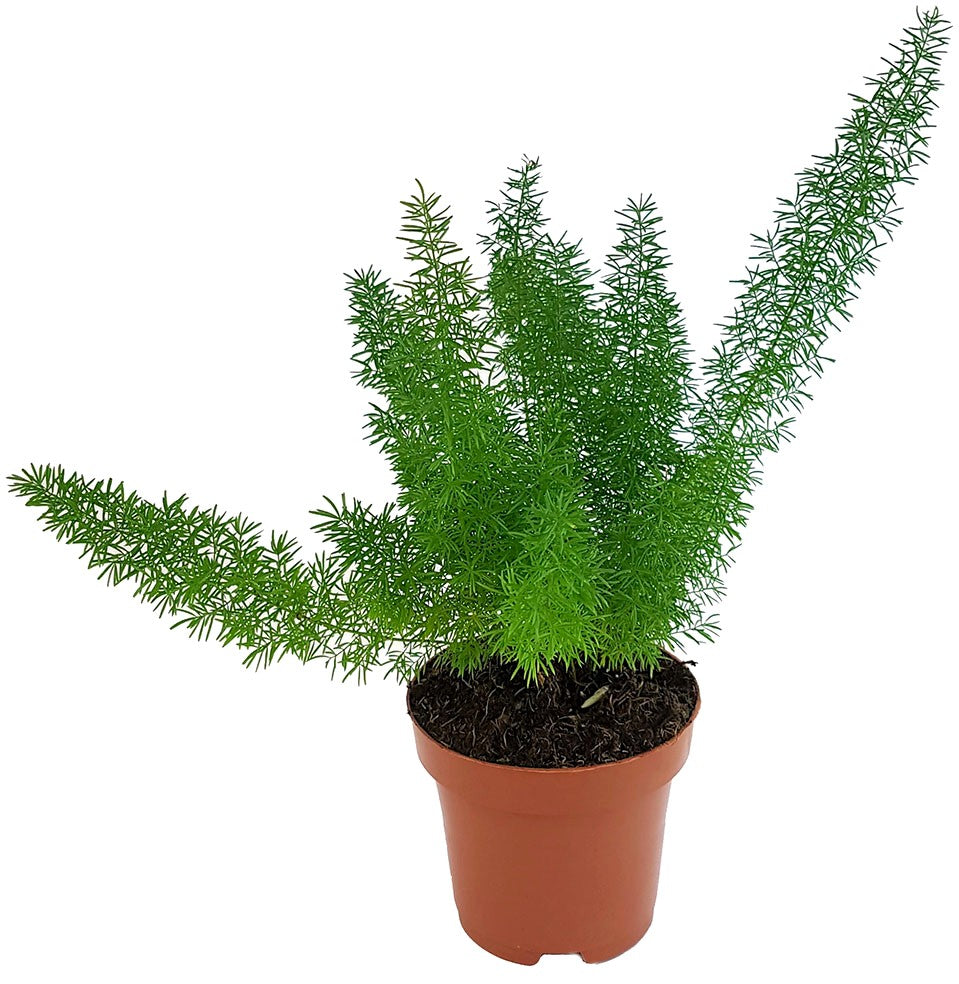 Asparagus densiflorus "Meyeri" - Fuchsschwanzspargel