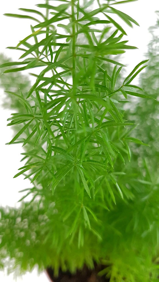 Asparagus densiflorus "Meyeri" - Fuchsschwanzspargel