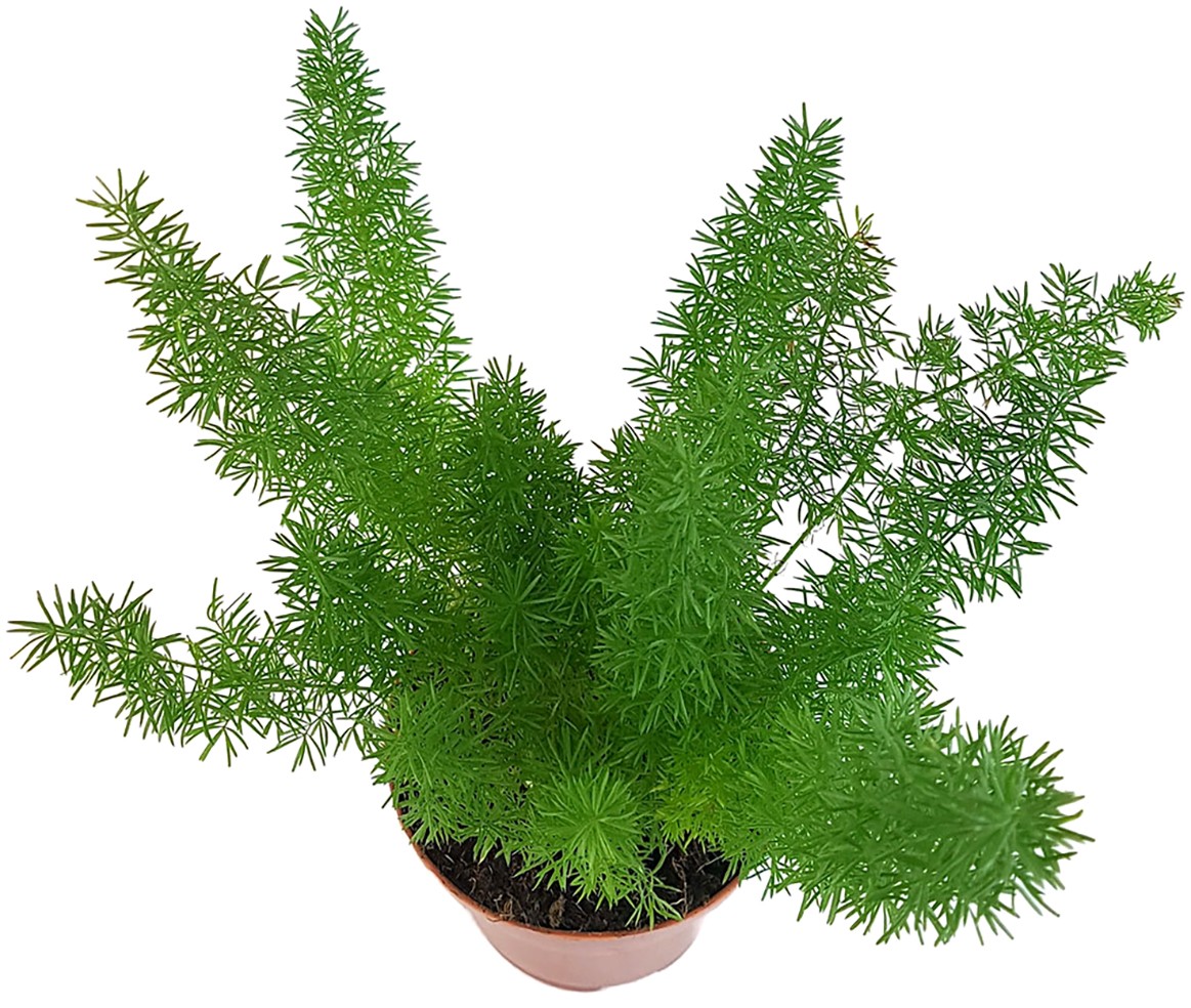 Asparagus densiflorus "Meyeri" - Fuchsschwanzspargel