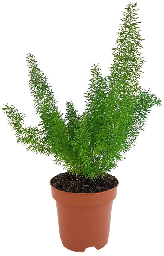 Asparagus densiflorus "Meyeri" - Fuchsschwanzspargel