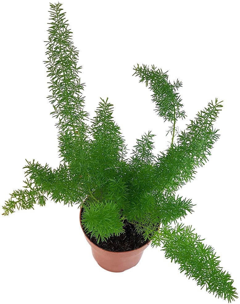 Asparagus densiflorus "Meyeri" - Fuchsschwanzspargel