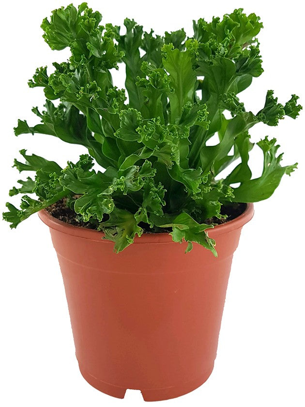 Asplenium antiquum "Leslie" - Salatfarn