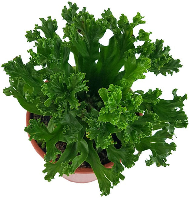 Asplenium antiquum "Leslie" - Salatfarn
