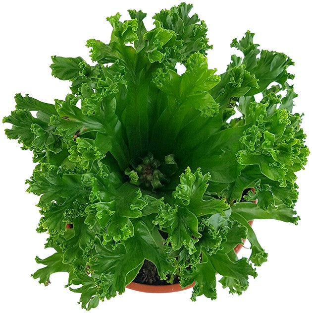 Asplenium antiquum "Leslie" - Salatfarn