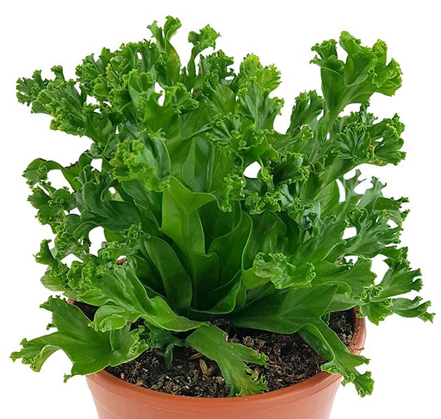 Asplenium antiquum "Leslie" - Salatfarn