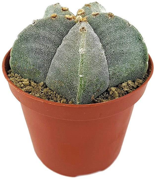 Astrophytum myriostigma - echte Bischofsmütze