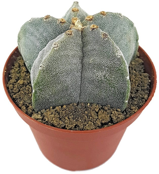 Astrophytum myriostigma - echte Bischofsmütze