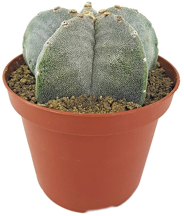 Astrophytum myriostigma - echte Bischofsmütze
