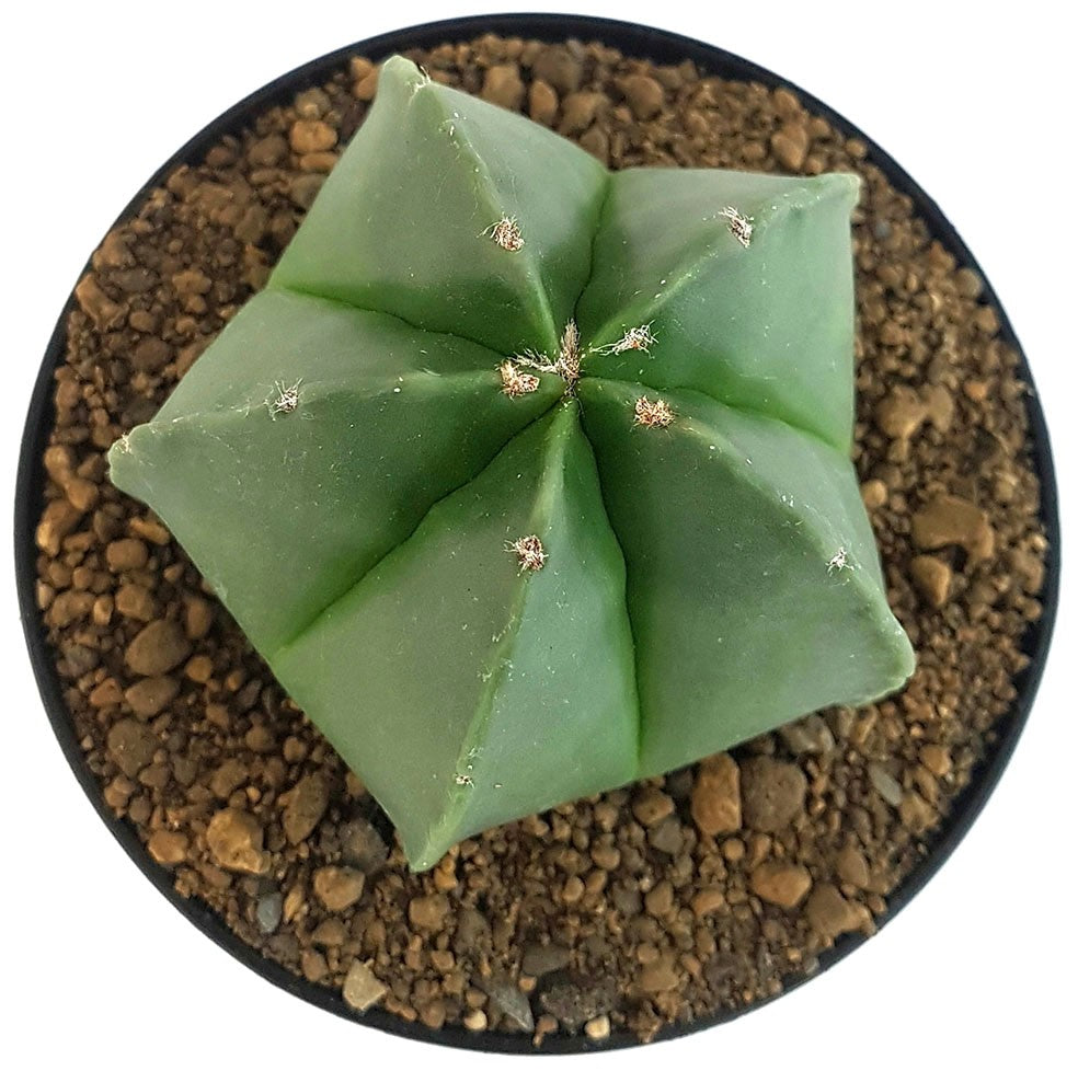 Astrophytum myriostigma var. nudum - nackte Bischofsmütze