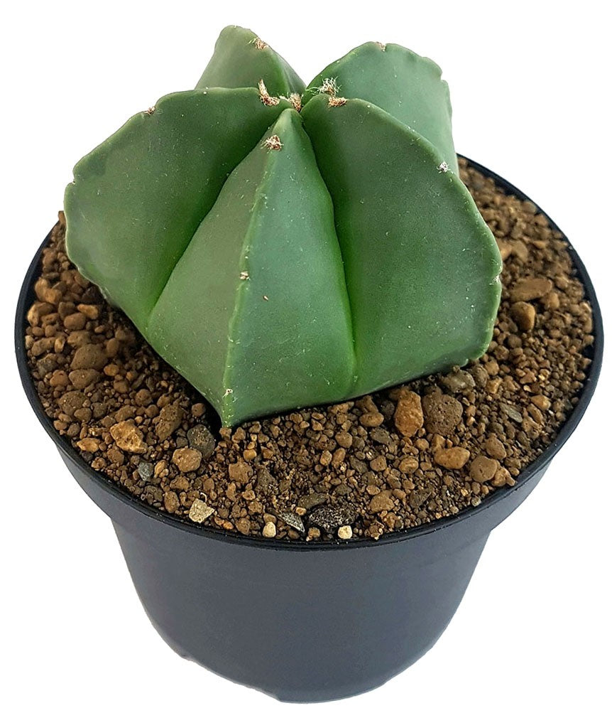 Astrophytum myriostigma var. nudum - nackte Bischofsmütze