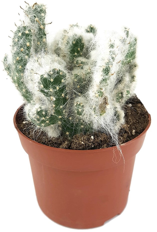 Austrocylindropuntia vestita "Cristata" - umhüllter Kaktus