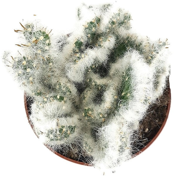 Austrocylindropuntia vestita "Cristata" - umhüllter Kaktus