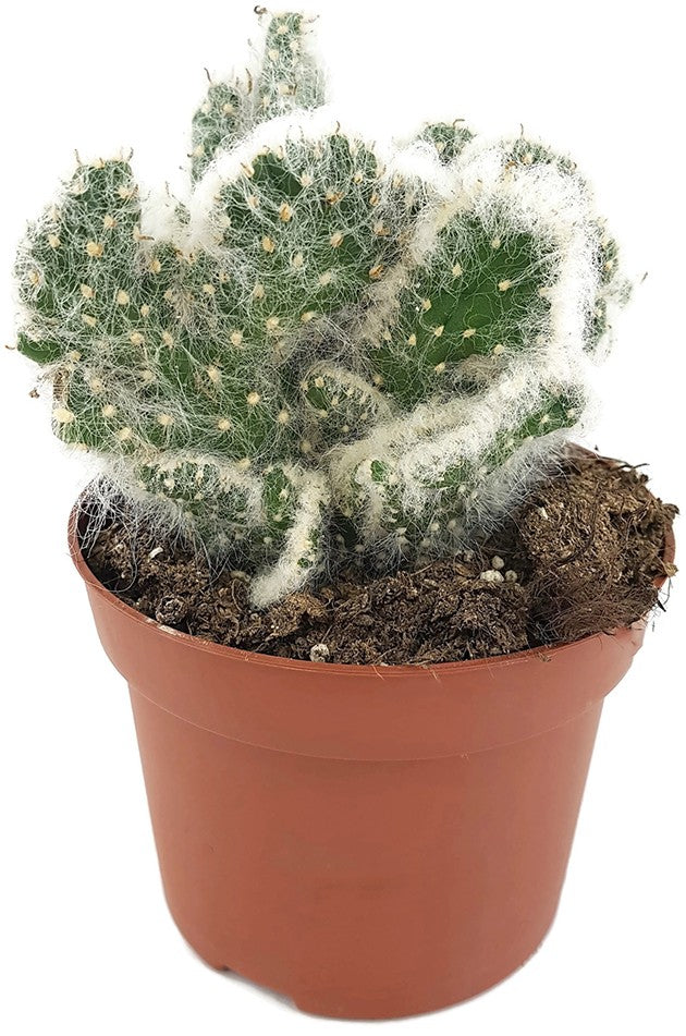 Austrocylindropuntia vestita "Cristata" - umhüllter Kaktus