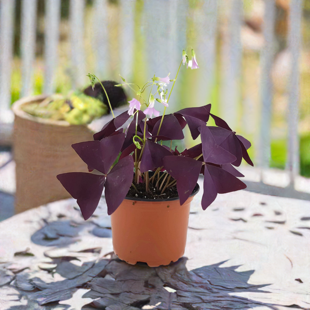 Oxalis triangularis "Mijke" - essbarer Purpur Klee