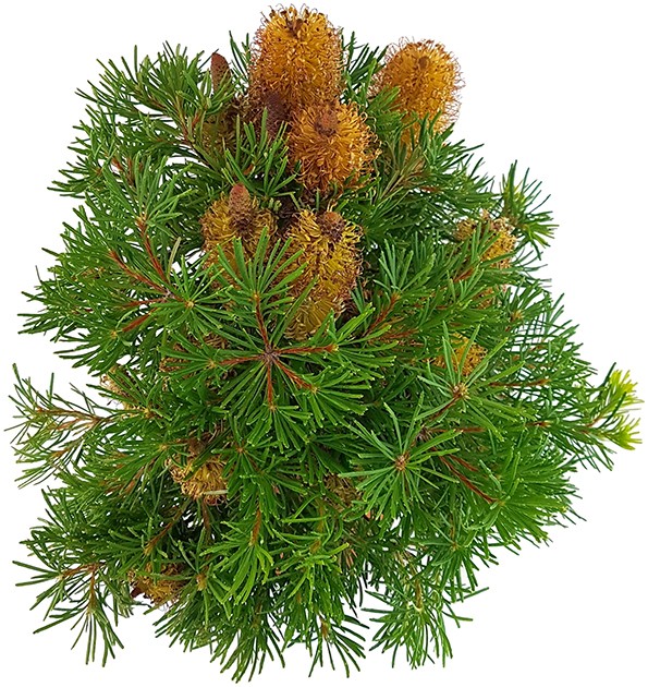 Banksia spinulosa "Birthday Candles" - Zwergstrauch