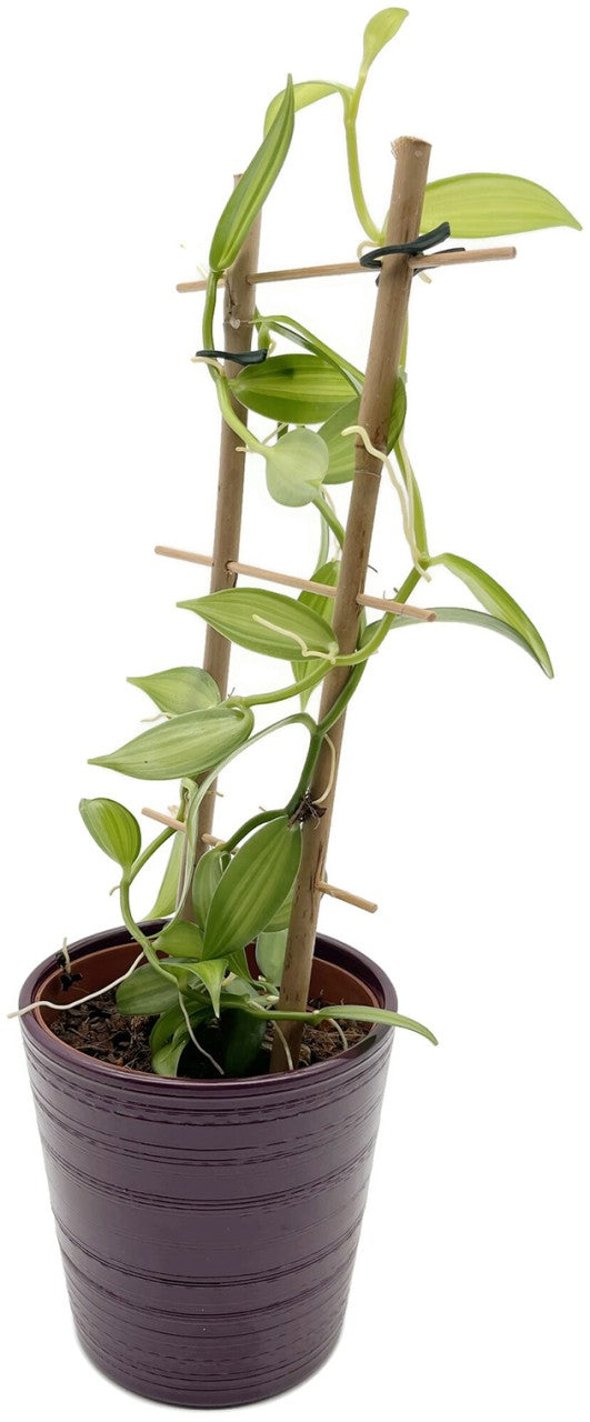 Übertopf lila "Harmony" - Ø 12 cm